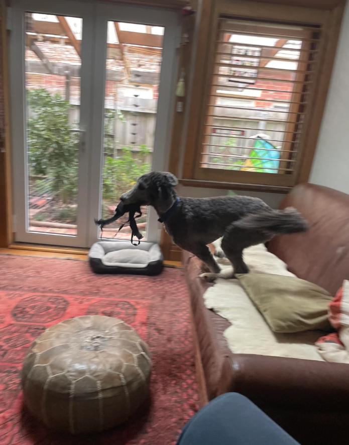 Cheezburger Image 10610979584