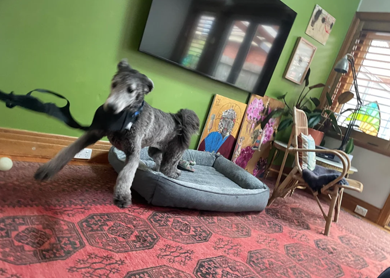 Cheezburger Image 10610980864