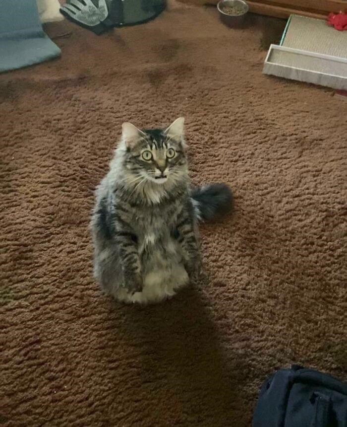 Cheezburger Image 10610984448