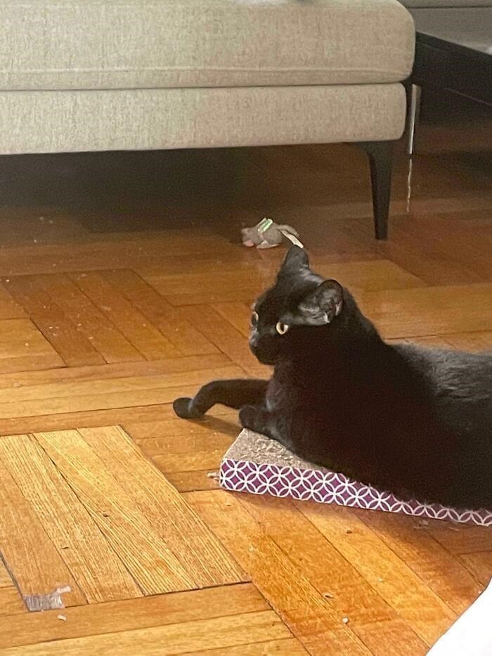 Cheezburger Image 10610985984