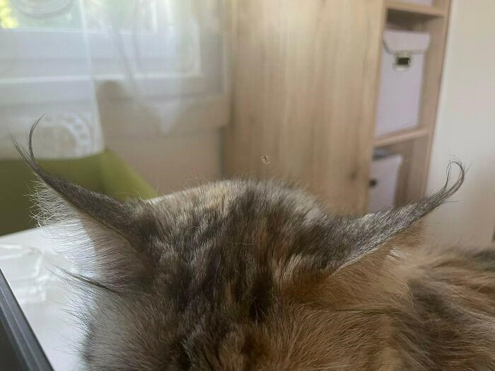 Cheezburger Image 10610987264