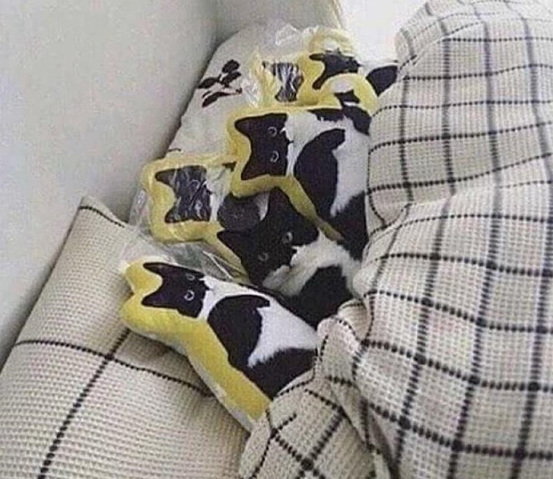 Cheezburger Image 10610988544