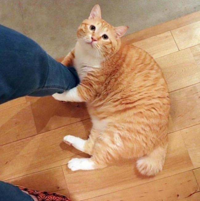 Cheezburger Image 10610989312