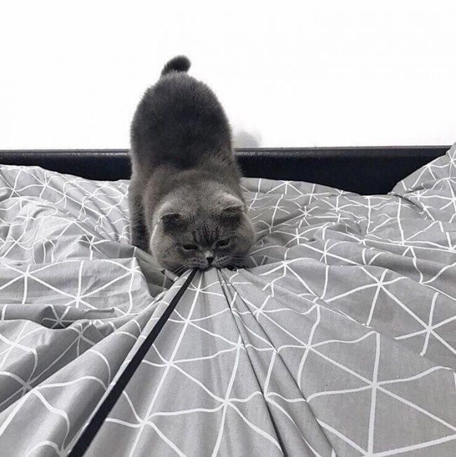 Cheezburger Image 10610989568