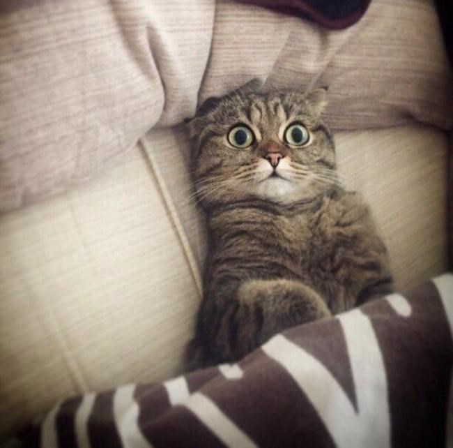 Cheezburger Image 10610993408