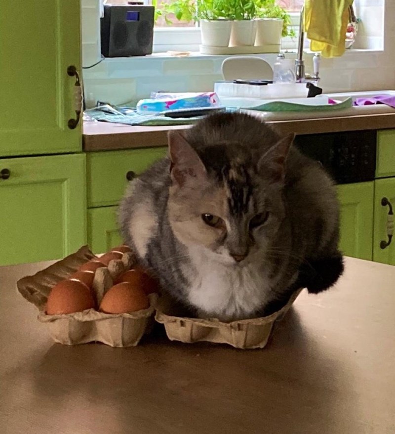 Cheezburger Image 10610994432