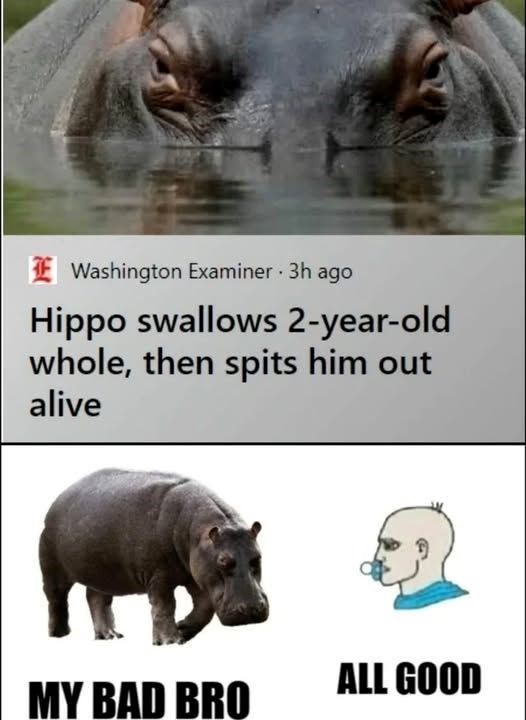 Washington Examiner. 3h ago Hippo swallows 2-year-old whole, then spits him out alive ALL GOOD MY BAD BRO