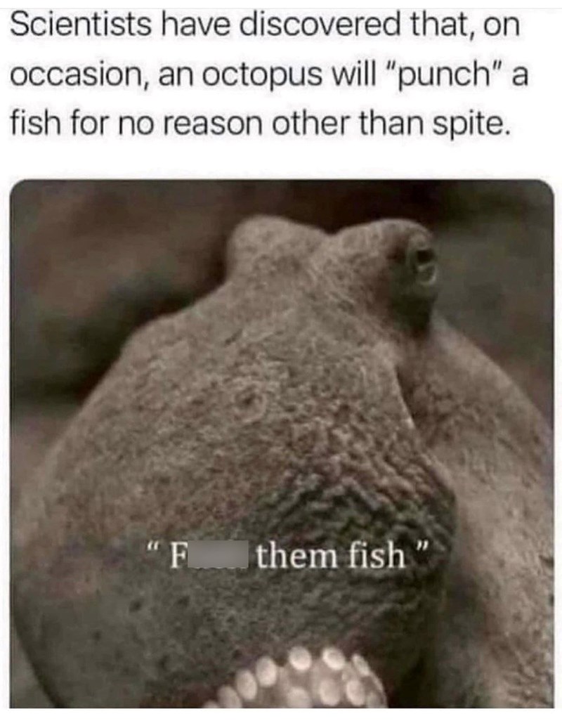 Scientists have discovered that, on occasion, an octopus will "punch" a fish for no reason other than spite. "F them fish