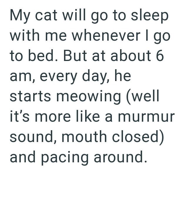 My cat will go to sleep with me whenever I go to bed. But at about 6 am, every day, he starts meowing (well it's more like a murmur sound, mouth closed) and pacing around.