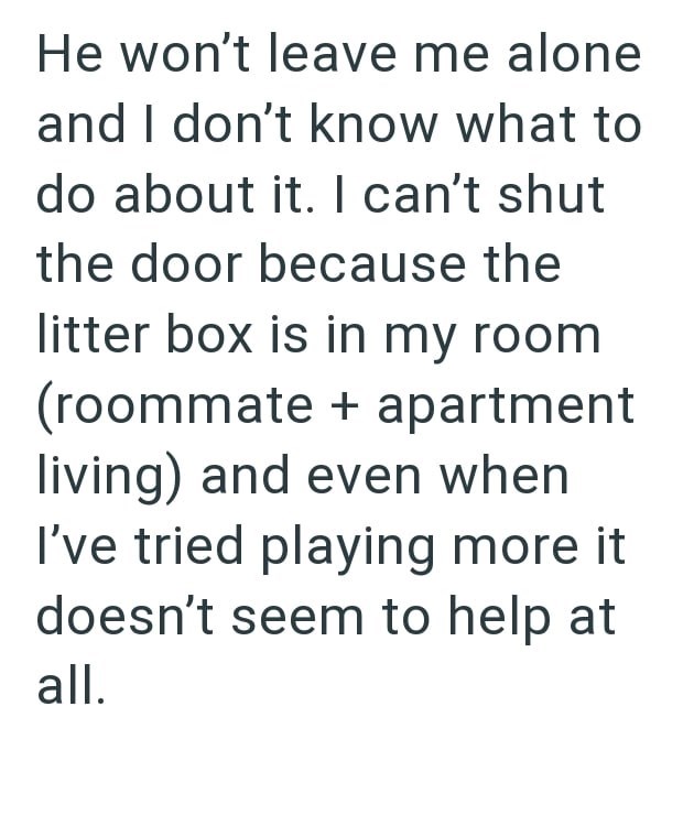 He won't leave me alone and I don't know what to do about it. I can't shut the door because the litter box is in my room (roommate + apartment living) and even when I've tried playing more it doesn't seem to help at all.