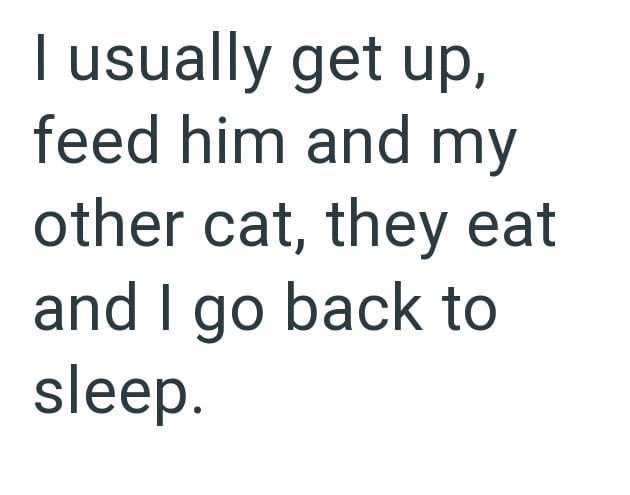 I usually get up, feed him and my other cat, they eat and I go back to sleep.