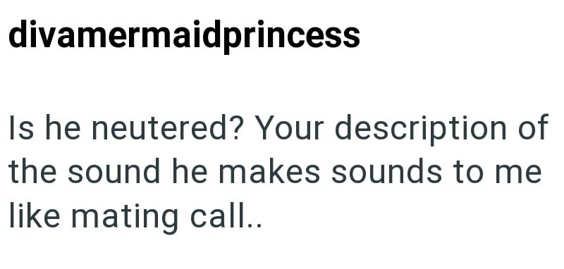 divamermaidprincess Is he neutered? Your description of the sound he makes sounds to me like mating call..