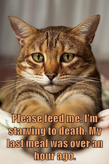 Cheezburger Image 10611002880