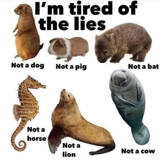 I'm tired of the lies Not a dog Not a pig Not a bat Not a horse Not a lion Not a cow