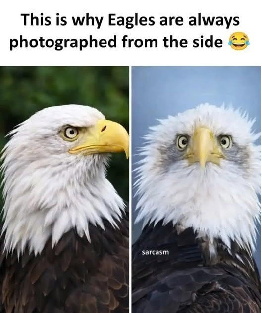 This is why Eagles are always photographed from the side sarcasm