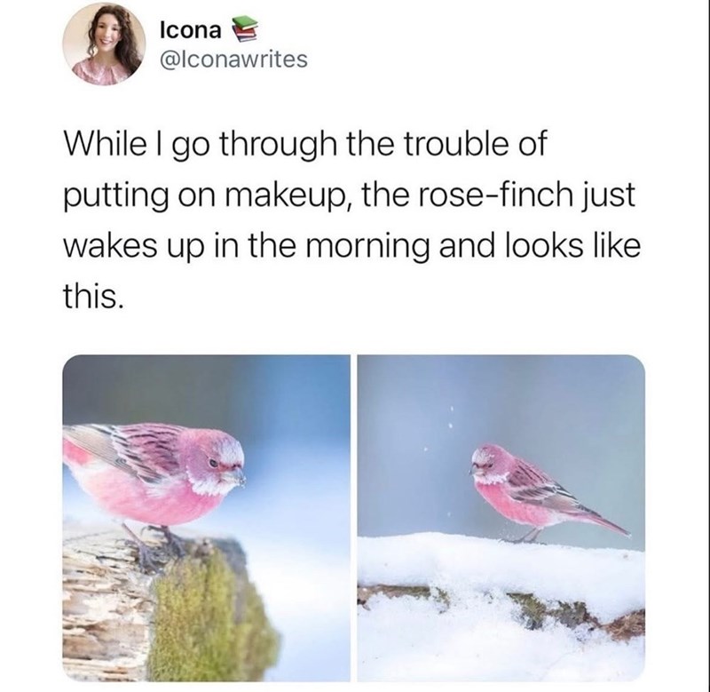Icona @lconawrites While I go through the trouble of putting on makeup, the rose-finch just wakes up in the morning and looks like this.