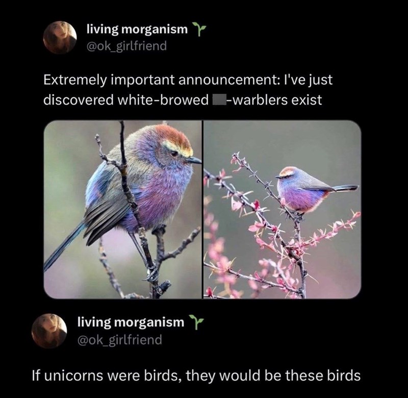 living morganism @ok_girlfriend Extremely important announcement: I've just discovered white-browed-warblers exist living morganism @ok_girlfriend If unicorns were birds, they would be these birds