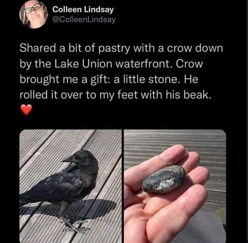 Colleen Lindsay @ColleenLindsay Shared a bit of pastry with a crow down by the Lake Union waterfront. Crow brought me a gift: a little stone. He rolled it over to my feet with his beak.