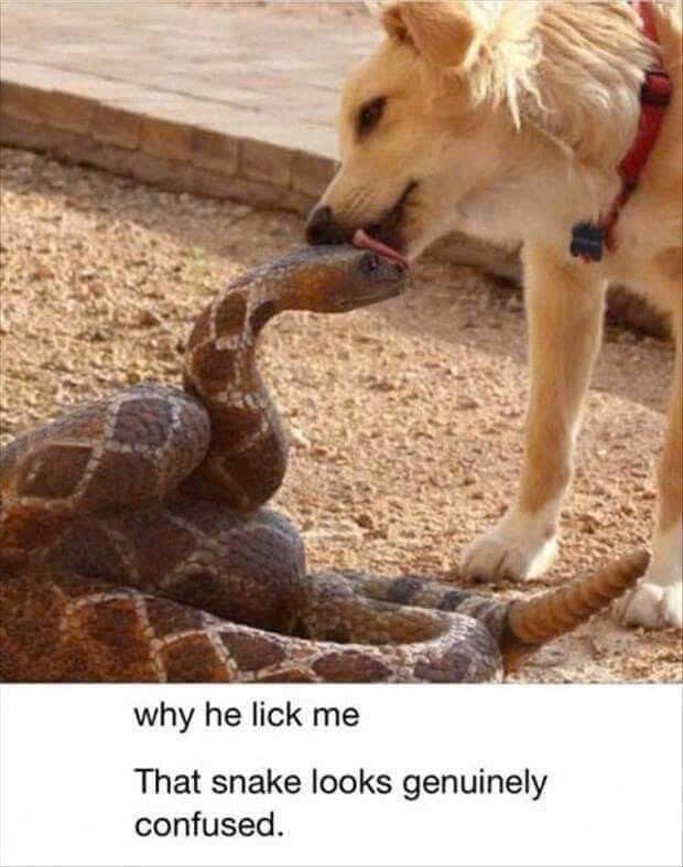 why he lick me That snake looks genuinely confused.