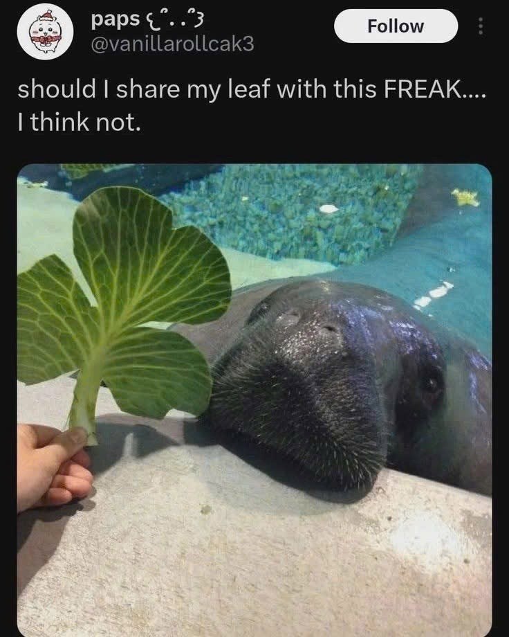 paps ..3 @vanillarollcak3 Follow should I share my leaf with this FREAK.... I think not.