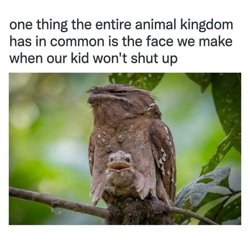 one thing the entire animal kingdom has in common is the face we make when our kid won't shut up