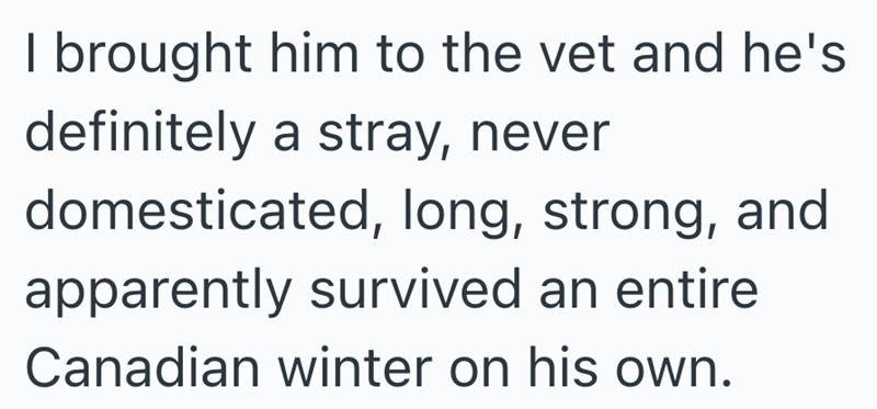 I brought him to the vet and he's definitely a stray, never domesticated, long, strong, and apparently survived an entire Canadian winter on his own.