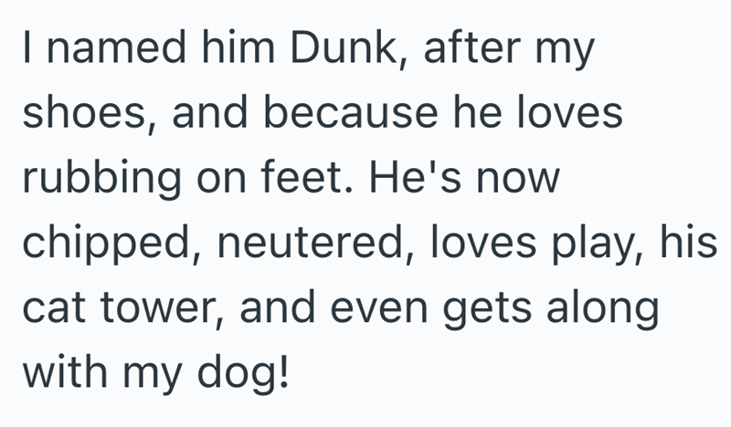 I named him Dunk, after my shoes, and because he loves rubbing on feet. He's now chipped, neutered, loves play, his cat tower, and even gets along with my dog!