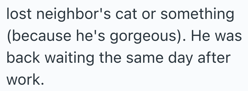 lost neighbor's cat or something (because he's gorgeous). He was back waiting the same day after work.