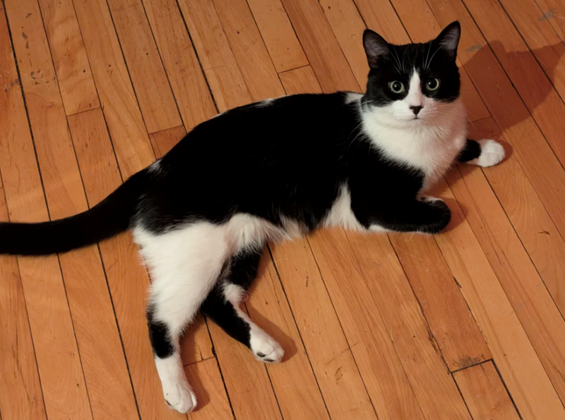 Cheezburger Image 10611010304