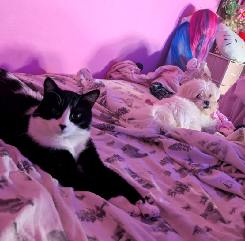 Cheezburger Image 10611010816