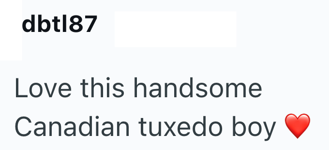 dbtl87 Love this handsome Canadian tuxedo boy