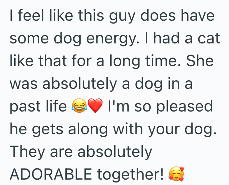 I feel like this guy does have some dog energy. I had a cat like that for a long time. She was absolutely a dog in a past life I'm so pleased he gets along with your dog. They are absolutely ADORABLE together!