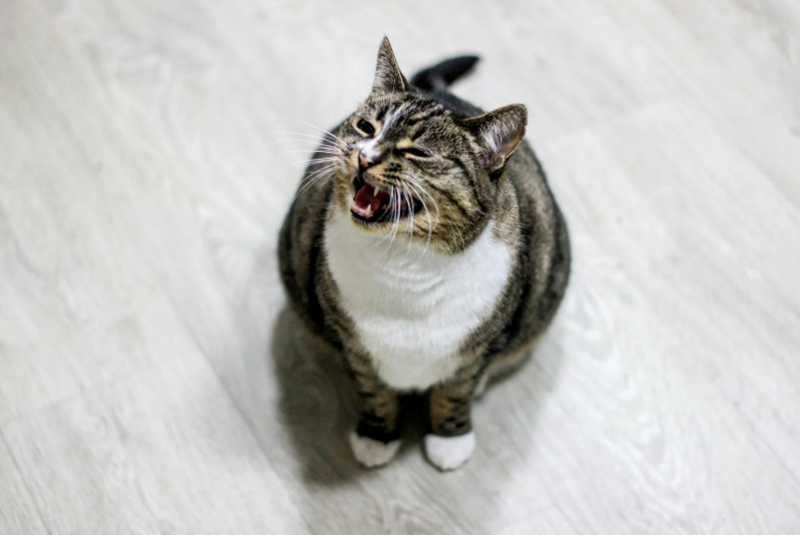 Tabby Cat Meowing on Wooden Floor
