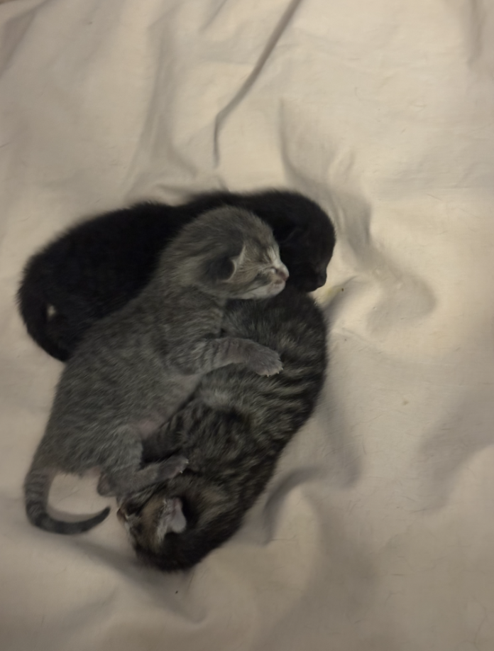 Cheezburger Image 10611018752