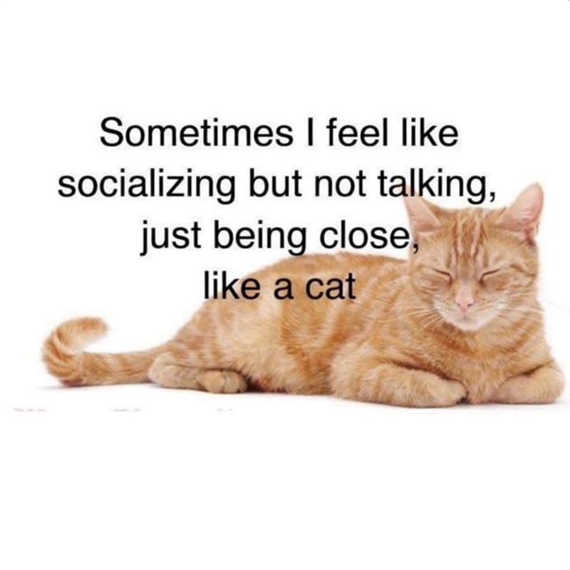 Sometimes I feel like socializing but not talking, just being close, like a cat