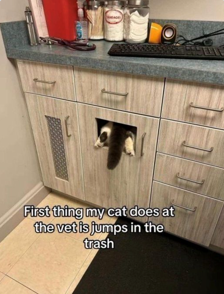 TANDAGES First thing my cat does at the vet is jumps in the trash