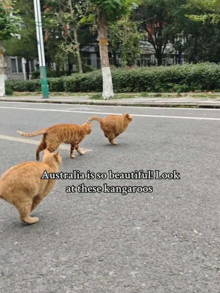 Australia is so beautiful! Look at these kangaroos