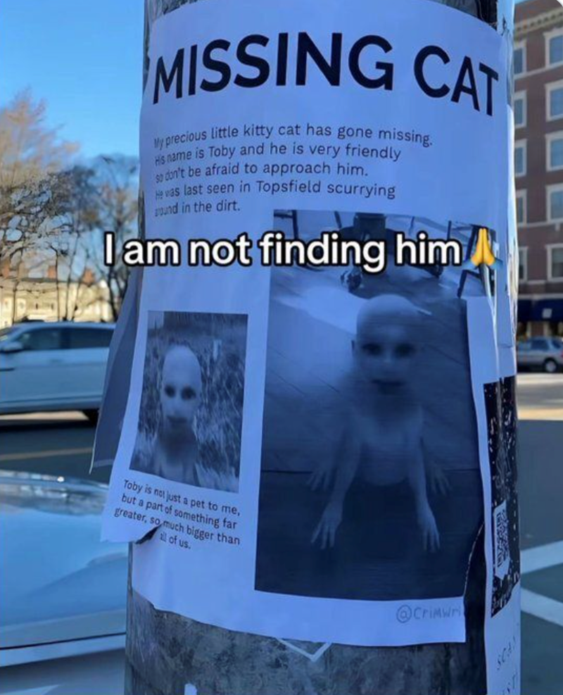 MISSING CAT My precious little kitty cat has gone missing. His name is Toby and he is very friendly so don't be afraid to approach him. He was last seen in Topsfield scurrying pound in the dirt. I am not finding him Toby is not just a pet to me, but a part of something far greater, so much bigger than 2 of us. @Crimwr SCAN