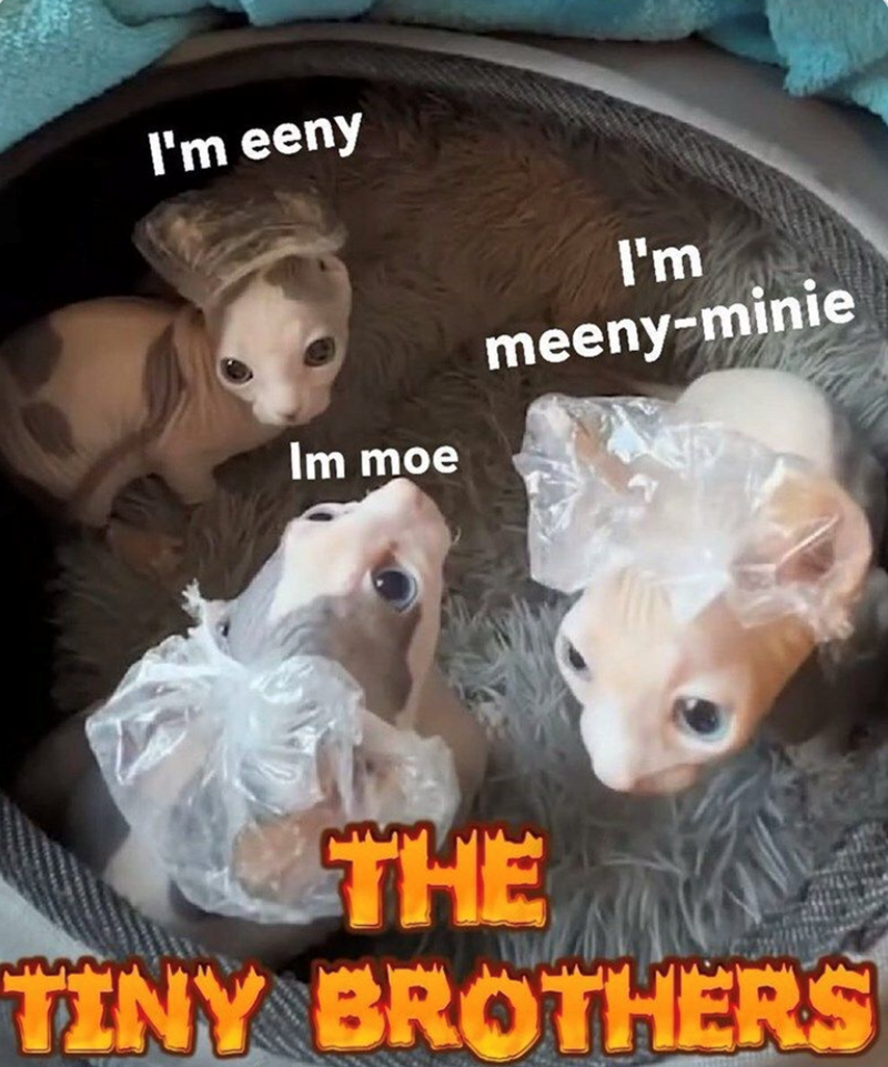 I'm eeny Im moe I'm meeny-minie THE TINY BROTHERS