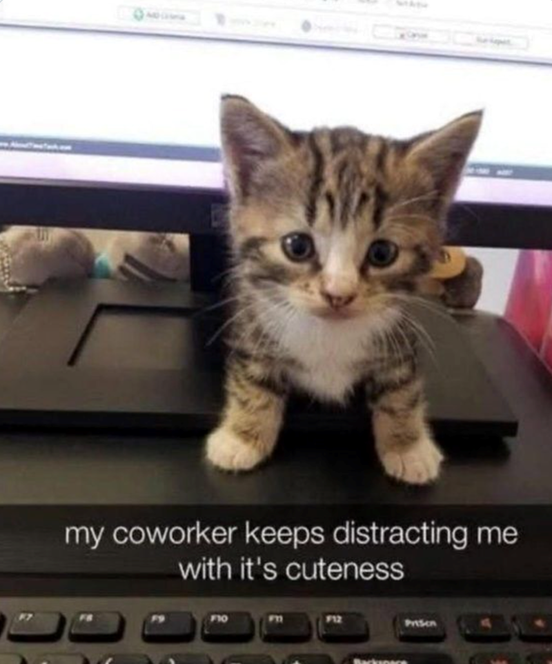 my coworker keeps distracting me with it's cuteness 710 Prison
