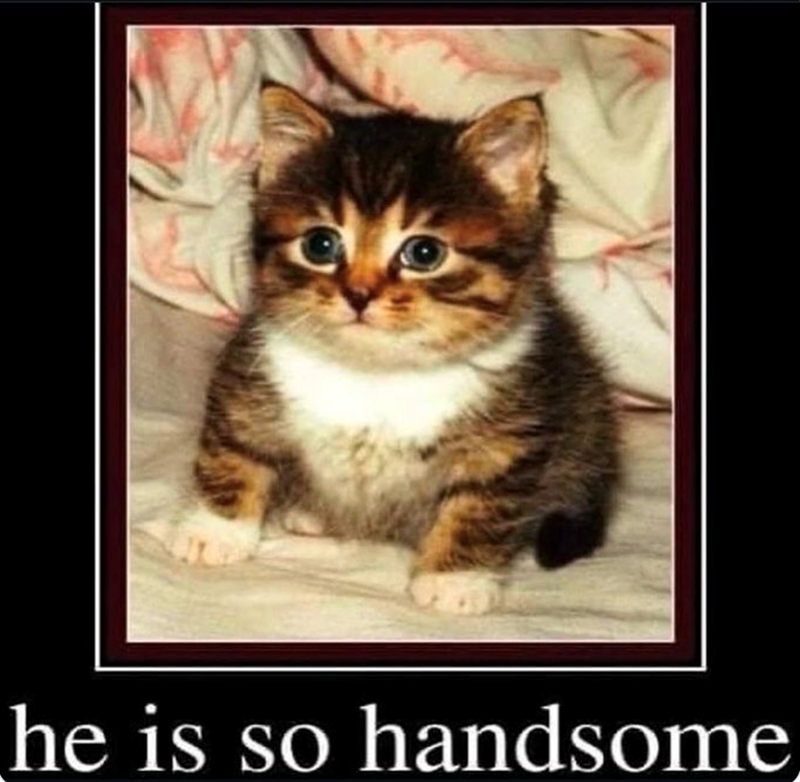 he is so handsome