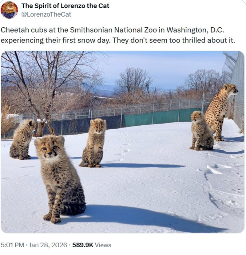 The Spirit of Lorenzo the Cat @LorenzoTheCat Cheetah cubs at the Smithsonian National Zoo in Washington, D.C. experiencing their first snow day. They don't seem too thrilled about it. 5:01 PM · Jan 28, 2026 589.9K Views