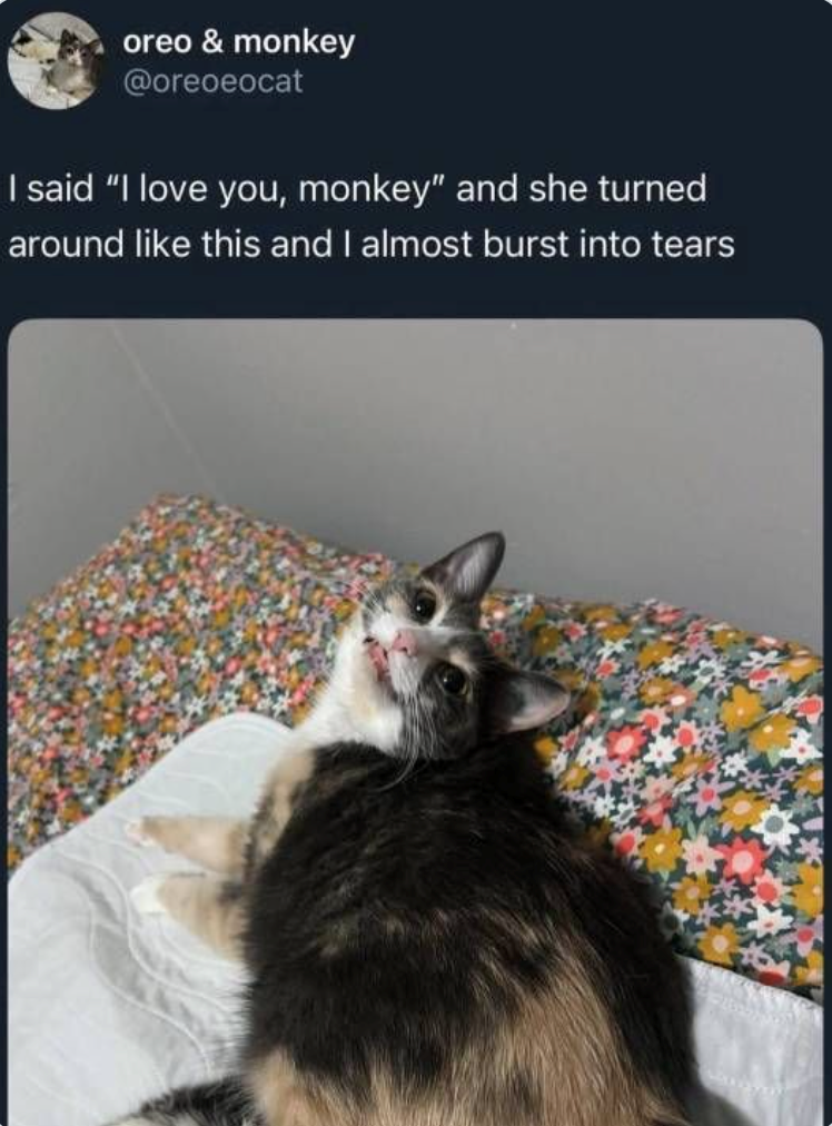 oreo & monkey @oreoeocat I said "I love you, monkey" and she turned around like this and I almost burst into tears