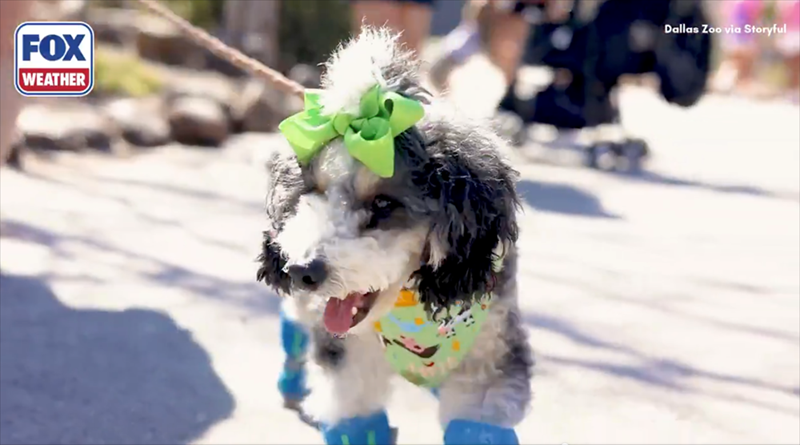 FOX WEATHER Dallas Zoo via Storyful