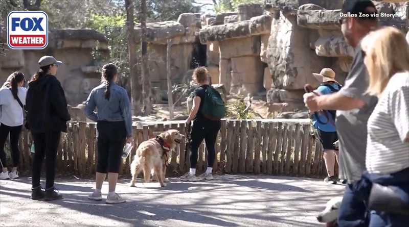 FOX WEATHER Dallas Zoo via Storyfu