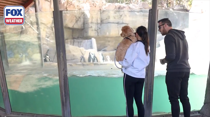 FOX WEATHER Dallas Z