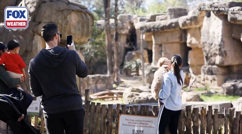 FOX WEATHER Dallas Zoo via Storyful You may notice Finnick's tail looks different Scan below to red his story
