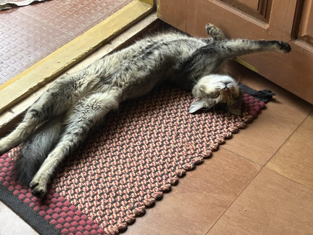 Cheezburger Image 10611038464