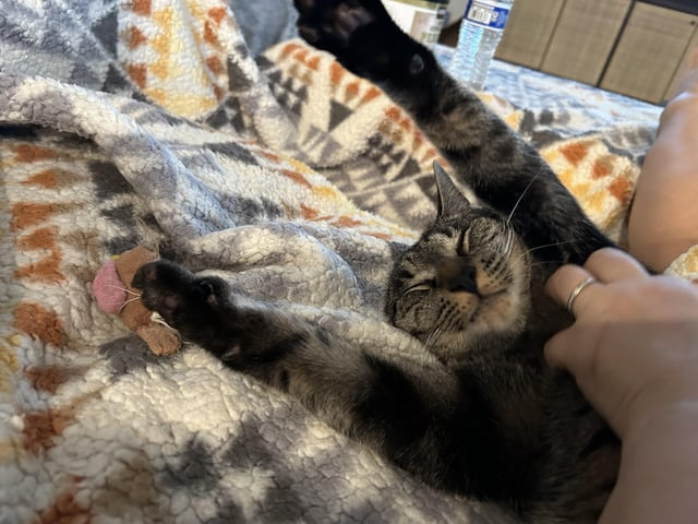 Cheezburger Image 10611038720