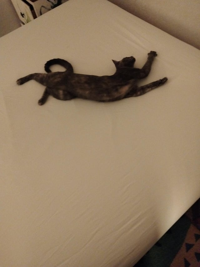 Cheezburger Image 10611038976